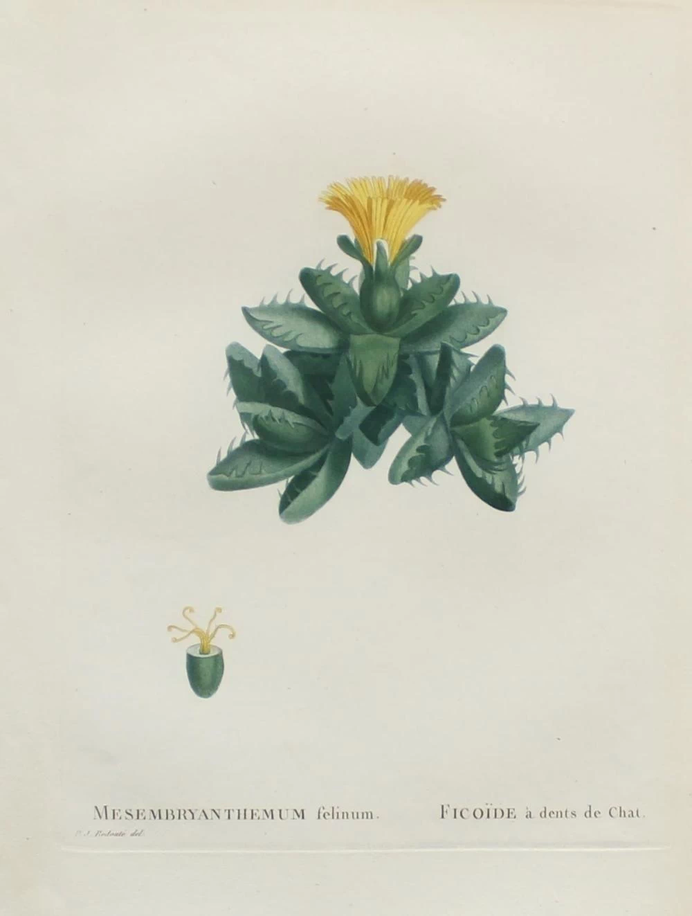 Mesembryanthemum felinum